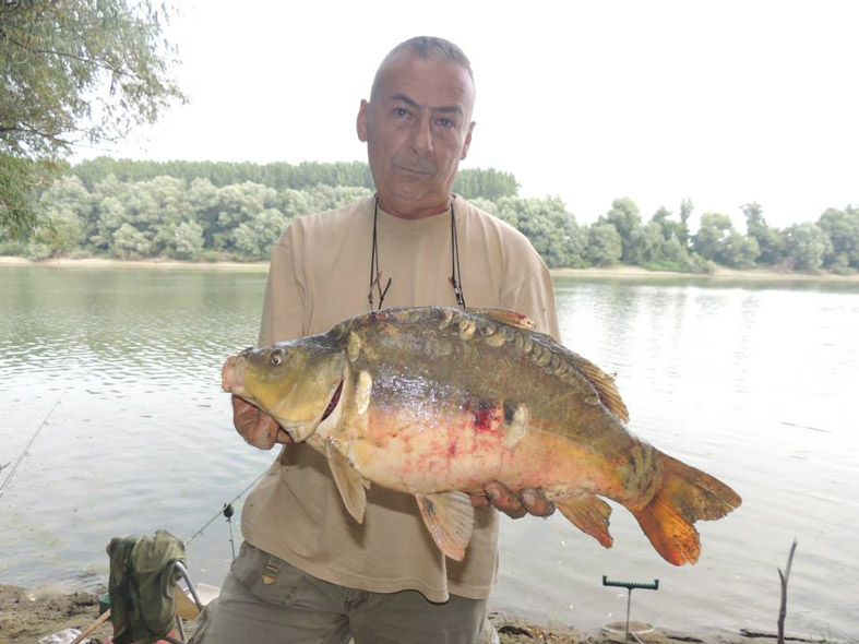 Na Dunavu, Tisi i Savi se na fider sporadično dobijaju i krupni ribnjački šarani