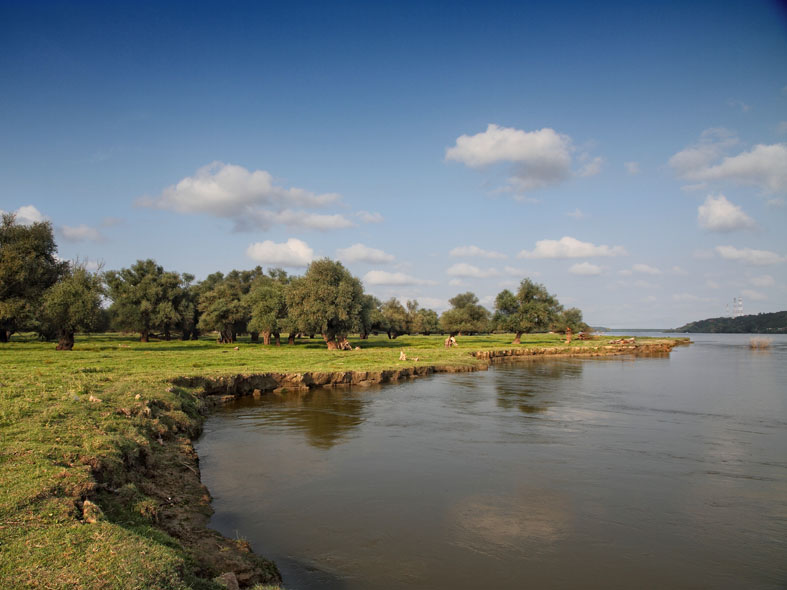 Leva obala Dunava