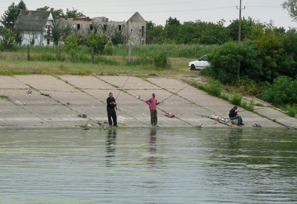 tamiški plovkaroši